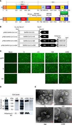 Immunogenicity and protective potential of chimeric virus-like particles containing SARS-CoV-2 spike and H5N1 matrix 1 proteins